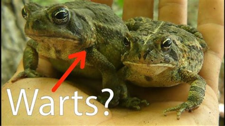 Do Toads Give You Warts? A Comprehensive Exploration