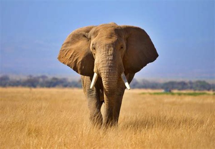 Explore the Features and Benefits of the Helephant C70