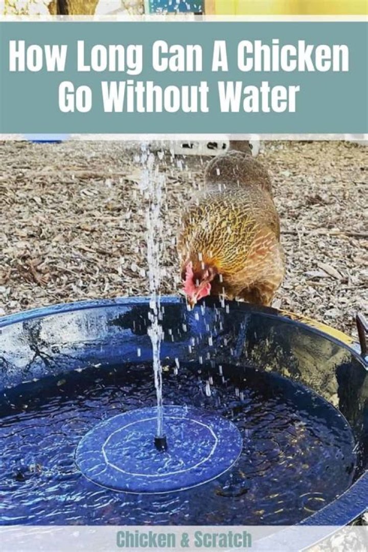 How Long Can a Chicken Go Without Water?