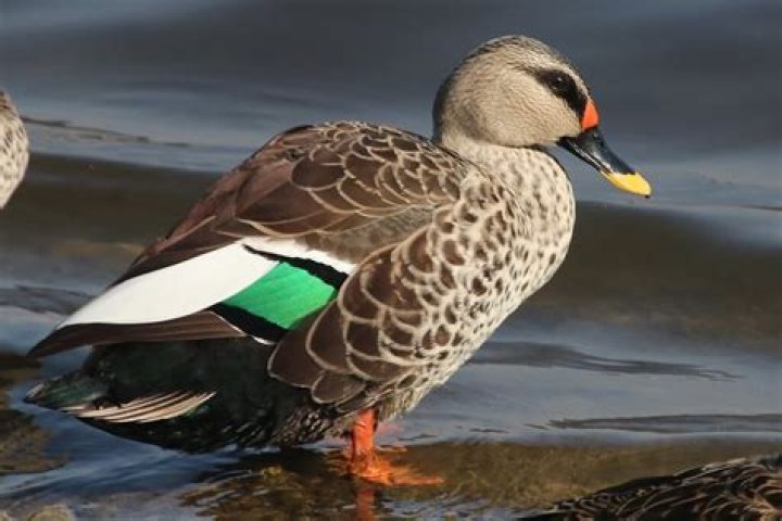 Long Neck Duck: A Fascinating Look at the Unique Bird Species