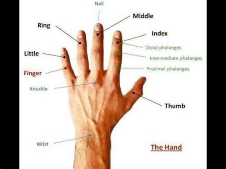 Understanding Human Knuckles: Anatomy, Function, and Health