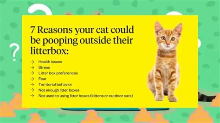 Why Would a Cat Poop Outside the Litter Box? Understanding Feline Behavior